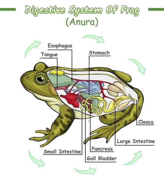 Diagramm Das Die Struktur Eines Frosches Und Seiner Inneren Organe — Stockvektor