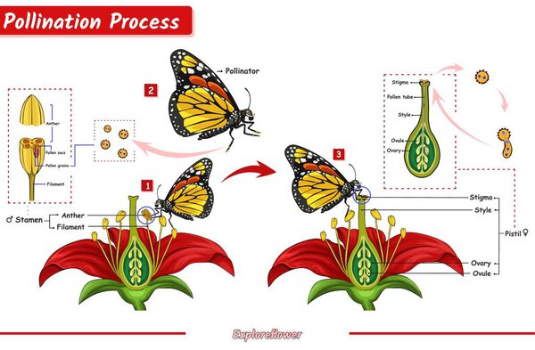 Diagram showing parts of a flower with butterflies. Vector illustration.The process of pollinating plants by butterflies 