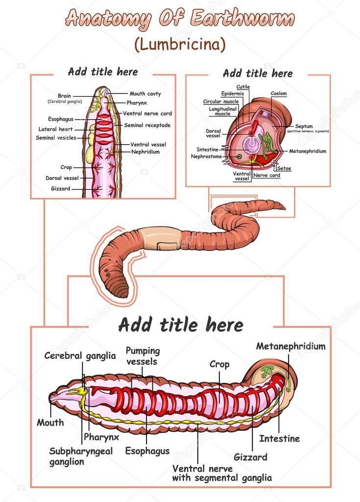 Vettoriale stockIllustration Internal Anatomy Earthworm Part