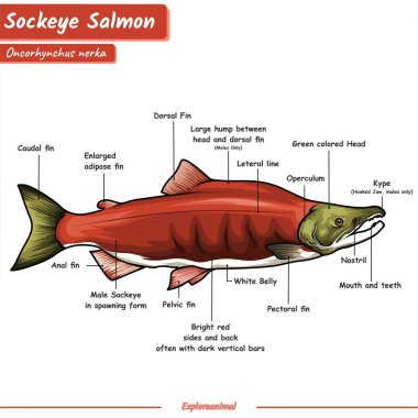 Somon balığı anatomisi. Somon balığının her bir parçasını gösteren bir çizim. Kullanmaya hazır, vektör, eğitim.