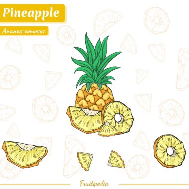 Ananas. El çizimi vektör çizimi. Beyaz arkaplanda izole.