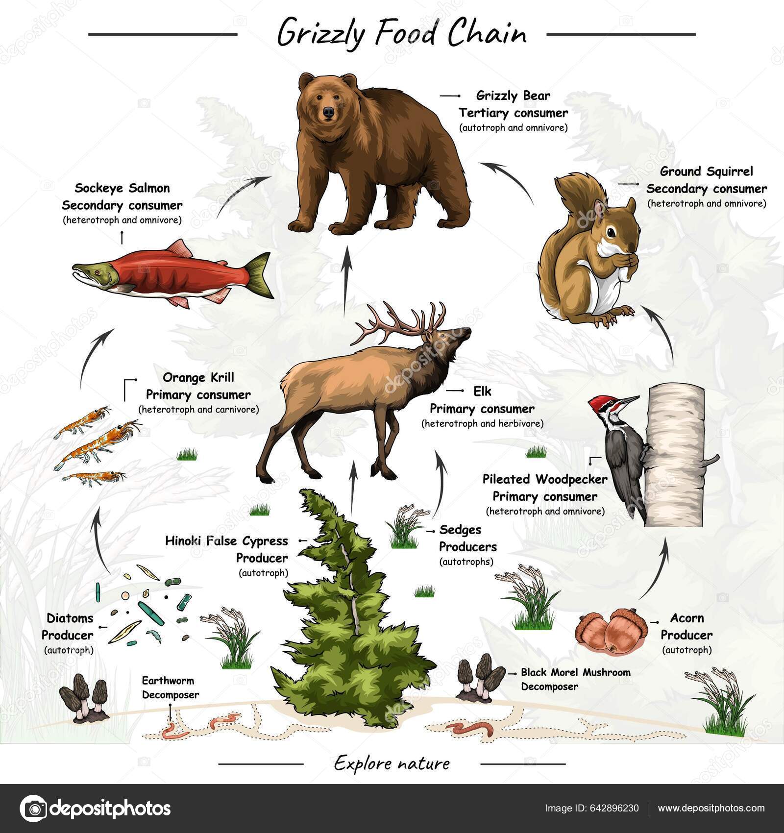 Vector Illustration Showing Grizzly Bear Food Web Food Chain Trophic ... Biology Diagrams