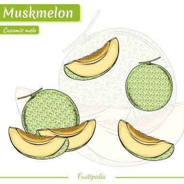 Misk karpuzu seti. El yapımı karpuzlar. Vektör illüstrasyonu