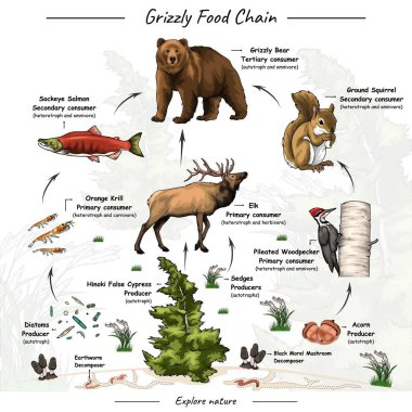 Vector illustration that showing about grizzly bear food web, food chain or trophic level with explanation. Can be used for topics like biology, zoology, poster. clipart