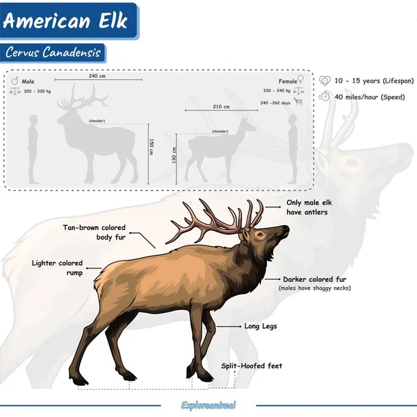 Anatomia Dos Veados Diagrama Mostrando Partes Elk Infographic Sobre Alce —  Vetores de Stock