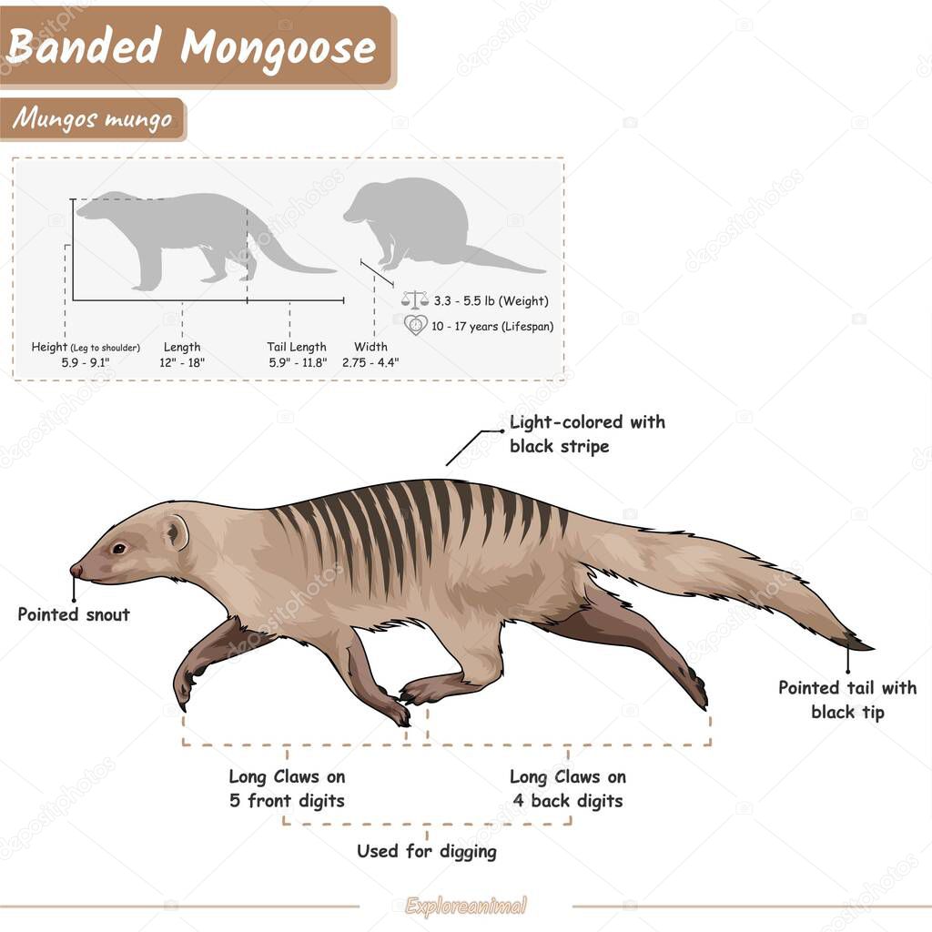 Diagrama que muestra partes de una mangosta con bandas. infografía