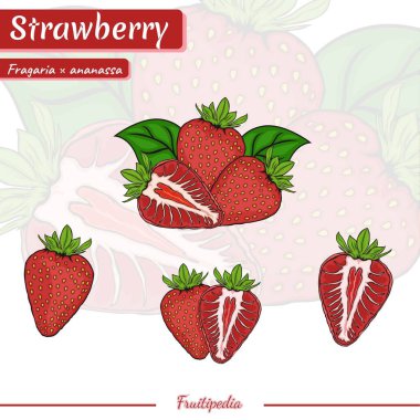 Çilek seti. El yapımı Çilek. Vektör çizimi. Çilekli ve beyaz renkli arka plan. Çilek meyvesinin dekoratif görüntüsü.