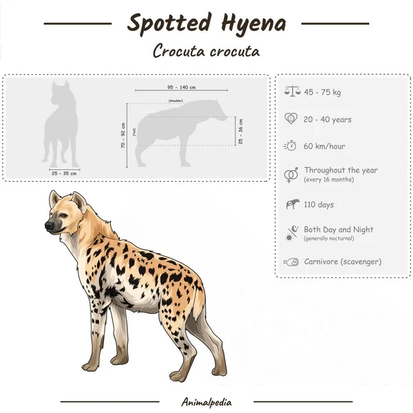 Діаграма Показує Частини Гієни Інфографіка Анатомії Spotted Hyena Identification Description — стоковий вектор