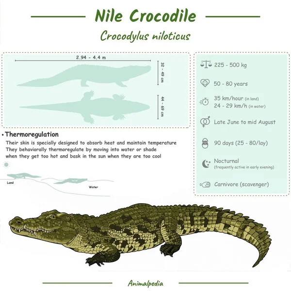 Diagram Showing Parts Crocodile Infographic Nile Crocodile Anatomy Identification Description — Stock Vector