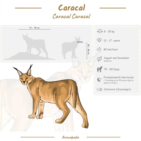 Schemat Przedstawiający Części Karakalu Infografika Caracalu Anatomia Identyfikacja Opis Może — Wektor stockowy