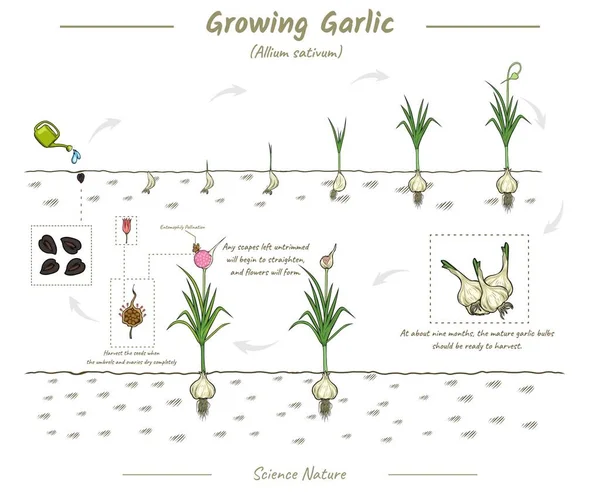 식물의 단계는 그래픽 요소이다 씨에서 수확되는 마늘의 비유를 벡터로 재배하는 로열티 프리 스톡 벡터