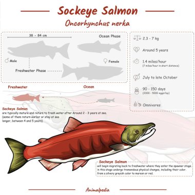 Sockeye Somon 'un parçalarını gösteren diyagram. Sockeye Somon Anatomisi hakkında bilgi, tanımlama ve tanımlama. Biyoloji, zooloji gibi konularda kullanılabilir..