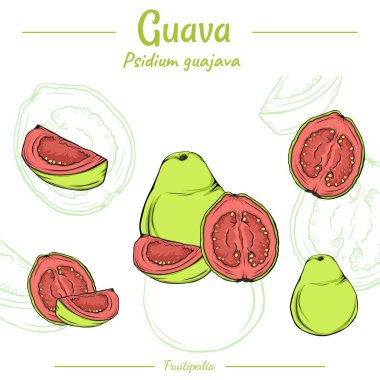 Guava seti. El yapımı Guava. Vektör çizimi. Guava ile arka plan ve beyaz renk. Guava meyvesinin dekoratif görüntüsü.
