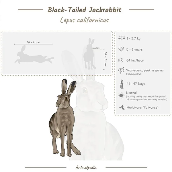 示意图显示黑尾兔的部分 关于黑尾兔的资讯图 鉴定和描述 可用于生物学 动物学等课题 — 图库矢量图片