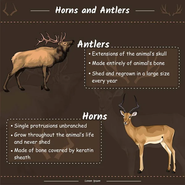 Impala Horns和Elk Antlers比较 可用于生物学 动物学等课题 或教育海报 — 图库矢量图片