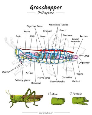 Çekirge anatomisi. Eğitim içeriği, öğretim ve sunum için bir Çekirge 'nin parçalarını gösteren diyagram. Basit bir tasarım ile