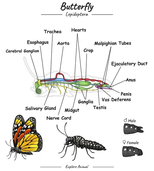 Kelebek anatomisi. Eğitim içeriği, öğretim ve sunum için Kelebek 'in parçalarını gösteren diyagram. Basit bir tasarım ile