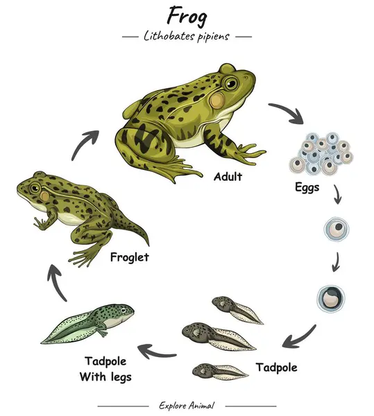 개구리 사이클 인포그래픽 다이어그램 생물학 교육을위한 신생아 청소년과 개구리 다양한 로열티 프리 스톡 벡터