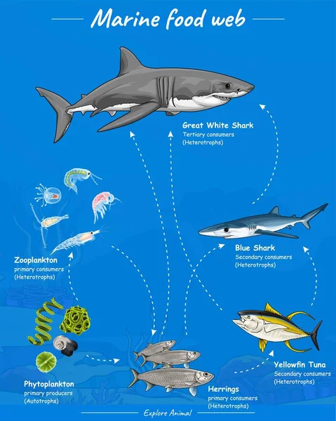 Vektör Su Gıda Ağı açık denizlerde yaşar. Buna en iyi yırtıcılar da dahildir. Filtreler zooplankton fitoplanktonları da dahil.. 