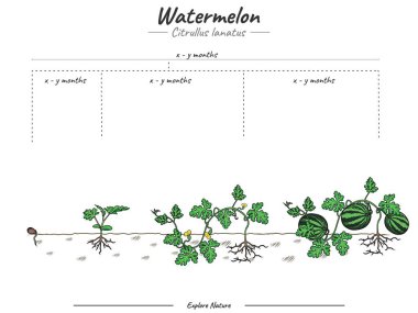 Karpuz ağacı büyümesi bilgi elementlerini aşamalar. Büyüyen sahne karpuz şablonu. Bir karpuz ağacı yetiştirme ve onun açıklamasını yapma zamanı. Biyoloji veya eğitim gibi konularda kullanılabilir 