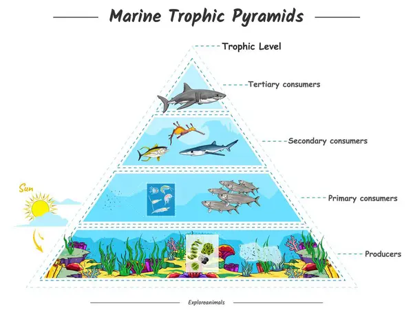 트로픽 피라미드는 포식자를 포함하여 바다에 필터링 Zooplankton Phytoplankton 스톡 일러스트레이션