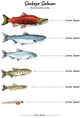 Somon balığı gelişim şablonu. Somon yetiştirme. Bebekken yetişkin haline dönüşen somon balığı.