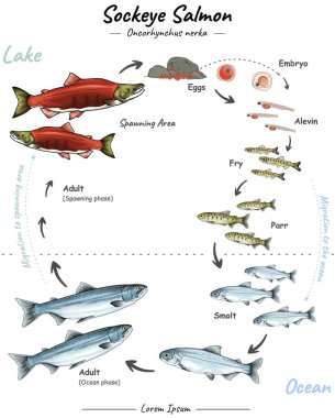 Sockeye Somon yaşam döngüsü birkaç ilginç aşama içerir. Yumurta, larva, sigara, okyanus göçü, nehre dönüş, üreme, ölüm. Biyoloji, zooloji, poster gibi konularda kullanılabilir..