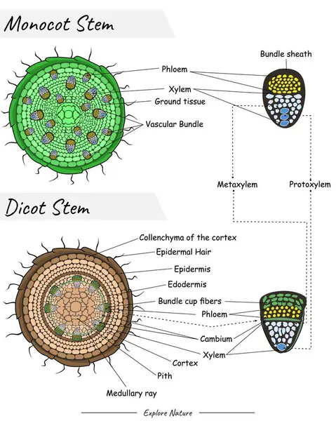 Monocot Kökü ve Dicot Sapı 'nın yapısı. Bu içerik bilimsel illüstrasyonlar, eğitim materyalleri, botanik makaleler veya kök görüntülemeyi gerektiren projeler için uygundur..