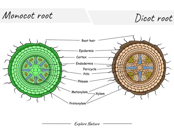 Monocot kökü ve dicot kökü yapısı. Bu içerik, bilimsel illüstrasyonlar, eğitim materyalleri, botanik makaleler veya kök salmayı gerektiren projeler için uygundur..