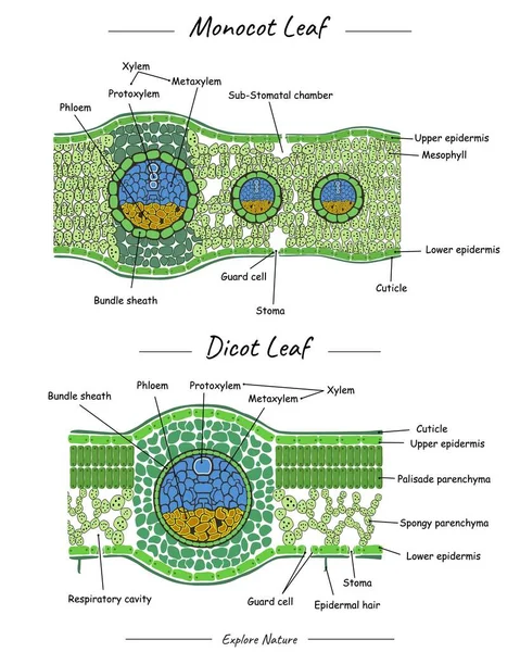Monocot yaprağı ve dicot yaprağı yapısı. Bu içerik bilimsel çizimler, eğitim materyalleri, botanik makaleler veya yaprağın görselleştirilmesini gerektiren projeler için uygundur.