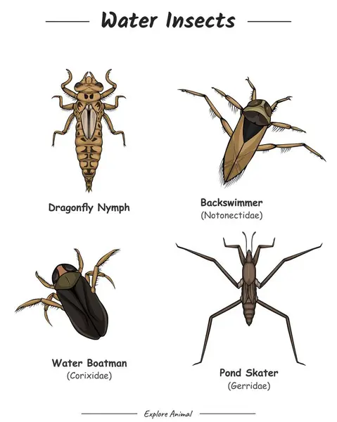 Su böcekleri illüstrasyon paketi. Su Böcekleri çizimi. Su böcekleri koleksiyonu