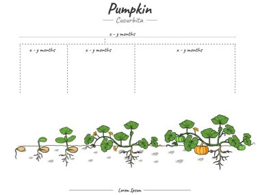 Balkabağı bitkisi büyümesi bilgi elementlerini aşamalar. Balkabağı bitki şablonu büyüyor. Bir balkabağı bitkisi yetiştirme ve onun açıklamasını yapma zamanı. Biyoloji veya eğitim gibi konularda kullanılabilir 