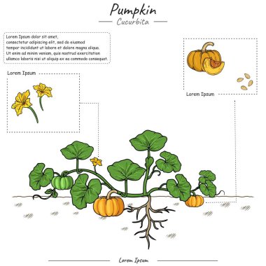 Balkabağı bitkisi ya da ağaç şablonu parçaları. kabak ağacı yapısı diyagramı. Mango Ağacı eğitimi. Meyve eğitimi eğitimi. Biyoloji veya eğitim posteri gibi konular için kullanılabilir.