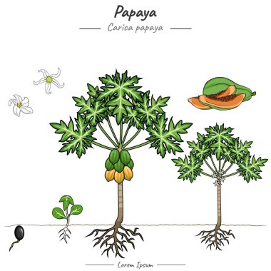 Papaya bitkisi paketi. Tohumdan vektör olarak papaya ağacına kadar büyüyen papaya ağacı çizimleri. Biyoloji veya eğitim posteri gibi konular için kullanılabilir.