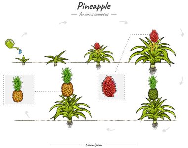 Ananas ağacı büyümesi bilgi elementlerini aşamalar. Çekirdekten hasat edilene kadar ananas ağacı çizimi yetiştiriyoruz. Biyoloji veya eğitim posteri gibi konular için kullanılabilir.