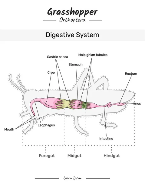 Çekirge anatomisi. Bir Grasshopper 'ın sindirim sistemini gösteren diyagram. Eğitim içeriği, öğretim, sunum için. Basit bir tasarım ile