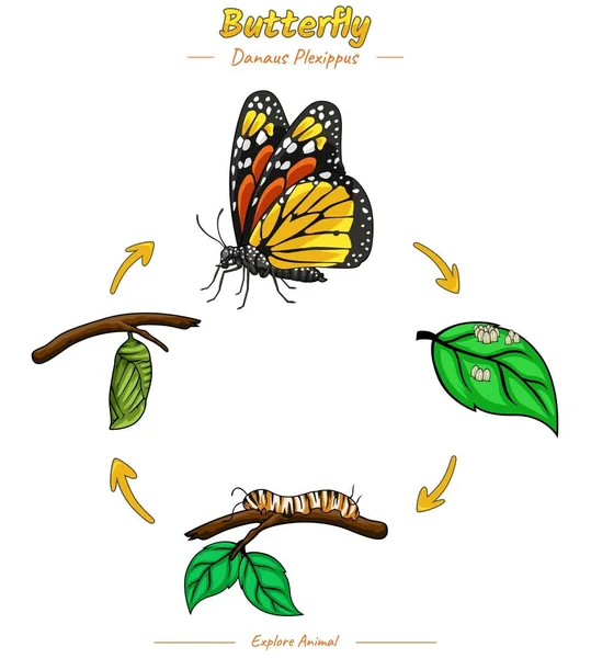 수명주기 Infographic 템플릿입니다 생물학 교육을위한 신생아 청소년과 나비를 포함한 다양한 스톡 벡터