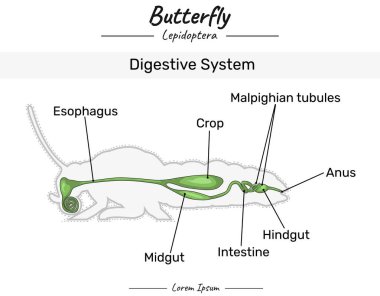 Kelebek anatomisi. Kelebeğin sindirim sistemini gösteren diyagram. Eğitim içeriği, öğretim, sunum için. Basit bir tasarım ile