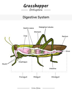 Çekirge anatomisi. Böcek vücutlu bir Çekirge 'nin sindirim sistemini gösteren diyagram. Eğitim içeriği, öğretim, sunum için. Basit bir tasarım ile