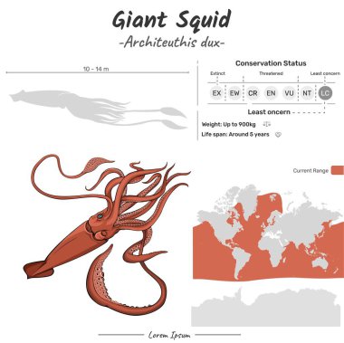 Architeuthis dux Giant Squid. Can be used for topics like biology, zoology.  clipart
