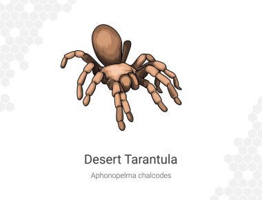 Tarantula örümceği. Vektör çizimi. Beyaz arka planda izole edilmiş. Aphonopelma chalcode çizimi.