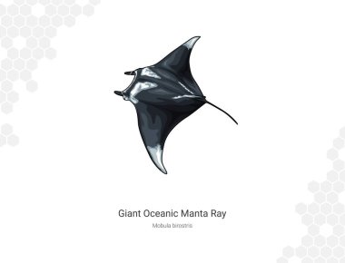 Dev okyanus manta ışını çizimi. İzole edilmiş vahşi yaşam hayvanı. Hayvan resimleri koleksiyonu. Beyaz arkaplanda Mobula birostris
