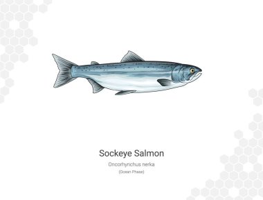 Sockeye somonu (Okyanus Aşaması). Beyaz arka planda somon balığı tasviri. Oncorhynchus nerka vektör illüstrasyonu. Grafik ve ambalaj tasarımı, eğitim örnekleri, web vs. için uygundur.
