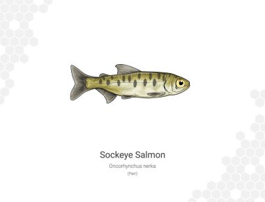 Sockeye salmon (Parr). Illustration of a salmon on a white background. Oncorhynchus nerka Vector illustration. Suitable for graphic and packaging design, educational examples, web, etc. clipart