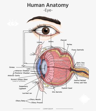 Metinli göz anatomisi vektör illüstrasyonu. İnsan gözü anatomisinin el çizimi. Eğitimsel diyagram, insan gözü ve ana parçaların etiketlendiğini gösteriyor. Vektör illüstrasyonunu düzenlemek kolay