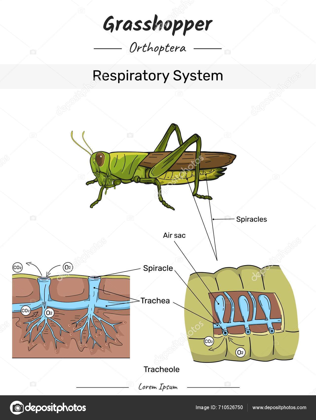 Vectores de Zoology invertebrates, imágenes vectoriales | DepositPhotos, image size:1280x1700