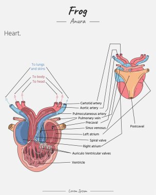 Biyoloji bilimi eğitimi için metni olan kurbağa kalbi illüstrasyonunun anatomisi