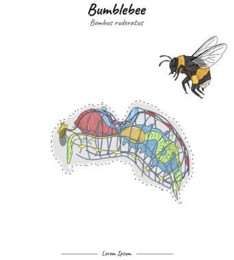 Set Bumblebee bombus ruderatus internal anatomy illustration for educational content, teaching, presentation. clipart