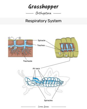 Çekirge Anatomisi Solunum Sistemi çizimi eğitim içeriği, öğretim, sunum metni