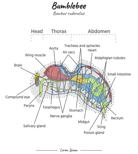 Bumblebee iç anatomisi. Biyoloji bilimi eğitimi için bir Bumblebee bombardıman aracının iç kısımlarını gösteren diyagram